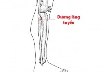 Huyệt dương lăng tuyền: Vị trí, tác dụng và cách bấm huyệt đúng cách