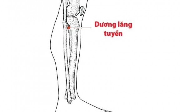 Huyệt dương lăng tuyền: Vị trí, tác dụng và cách bấm huyệt đúng cách