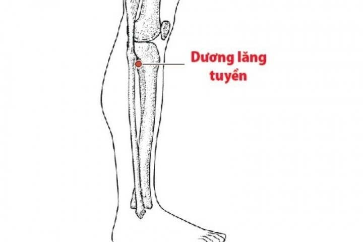 Huyệt dương lăng tuyền: Vị trí, tác dụng và cách bấm huyệt đúng cách