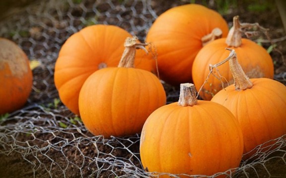 Bật Mí Trong 100g Bí Đỏ Bao Nhiêu Calo? 