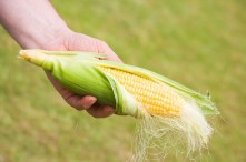 Một bắp ngô bao nhiêu calo? Ăn ngô có béo không?