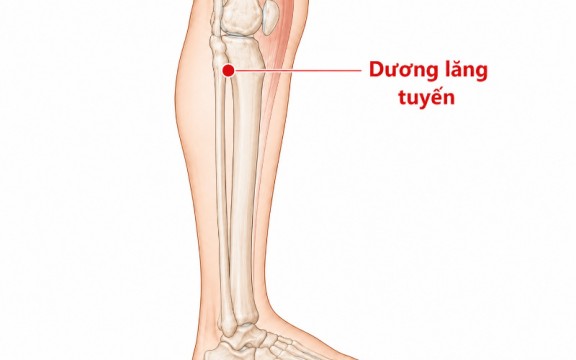 Huyệt dương lăng tuyền: Vị trí, tác dụng và cách bấm huyệt đúng cách