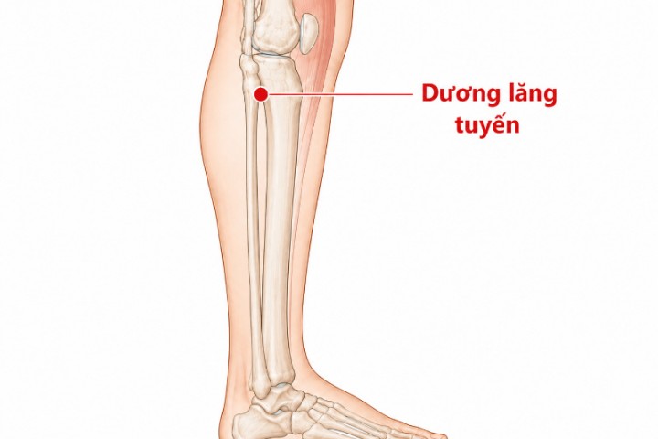 Huyệt dương lăng tuyền: Vị trí, tác dụng và cách bấm huyệt đúng cách
