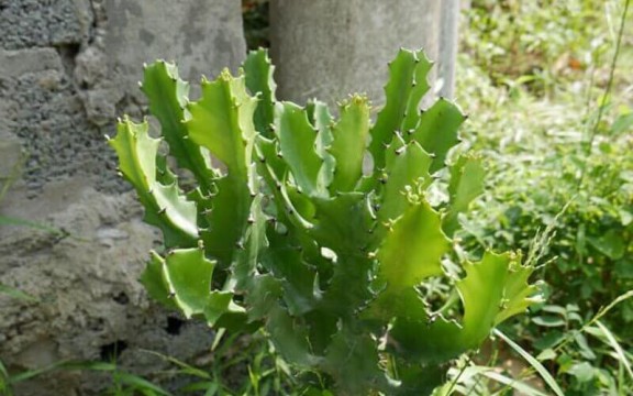 Bật mí mẹo hay dùng xương rồng 3 cạnh chữa đau lưng cực hiệu quả