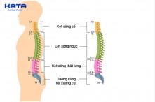 Tìm hiểu về cấu tạo cột sống người và những điều bạn cần biết