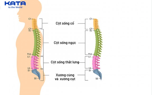 Tìm hiểu về cấu tạo cột sống người và những điều bạn cần biết