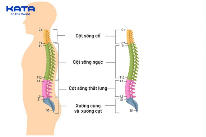Tìm hiểu về cấu tạo cột sống người và những điều bạn cần biết