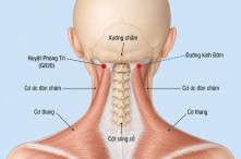 Huyệt Phong Trì: Vị trí, công dụng và các bấm huyệt