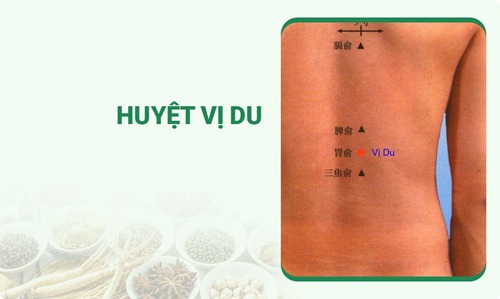 Huyệt Vị Du