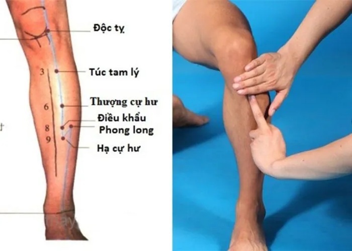Vị trí huyệt túc tam lý là nằm ở vùng trước đầu gối