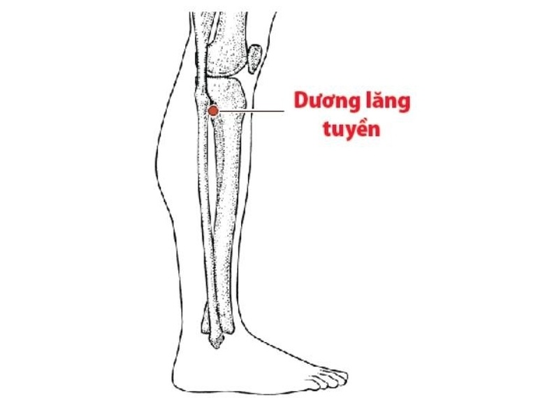 Huyệt dương lăng tuyền: Vị trí, tác dụng và cách bấm huyệt đúng cách