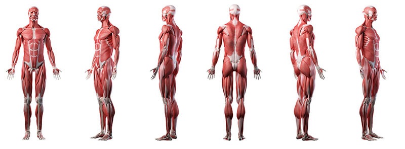 Theo dõi chỉ số SMM giúp đánh giá chất lượng cơ thể một cách toàn diện