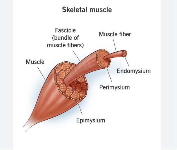 Skeletal Muscle Mass (viết tắt là SMM) là 