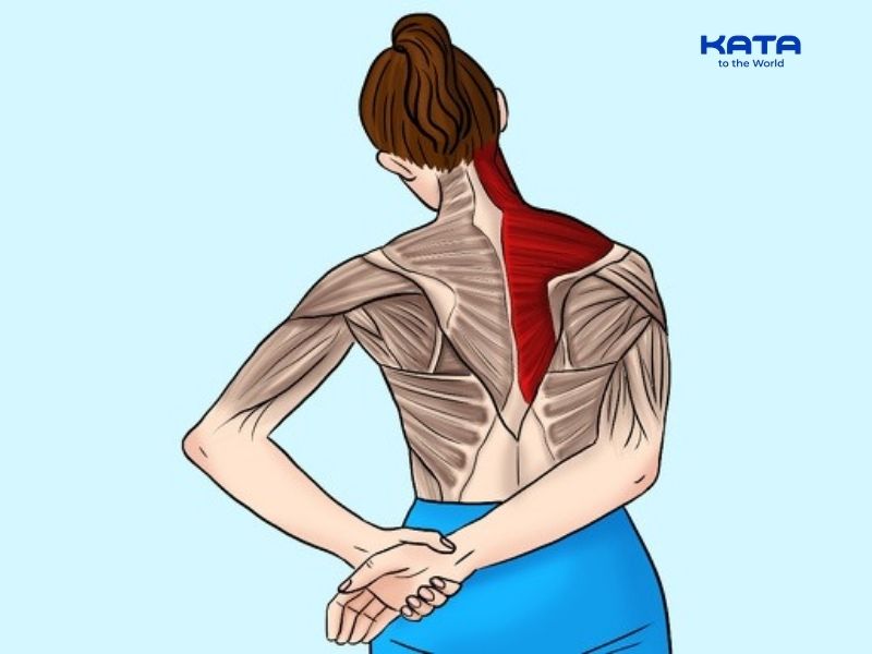Bài tập kéo giãn cơ thang hỗ trợ cải thiện tình trạng đau vai gáy