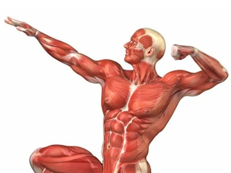 Tăng phạm vi hoạt động của cơ