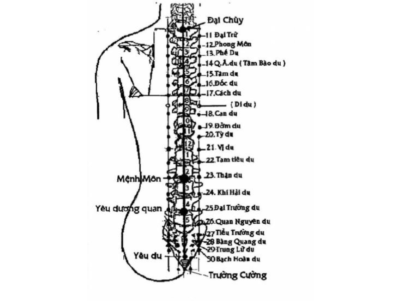 Các huyệt vùng lưng