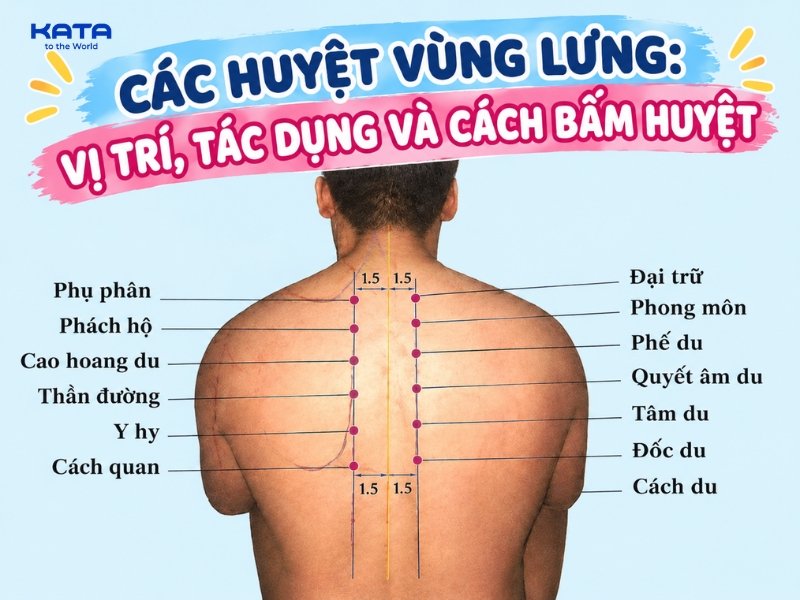 Các huyệt vùng lưng: Vị trí, tác dụng và cách bấm huyệt