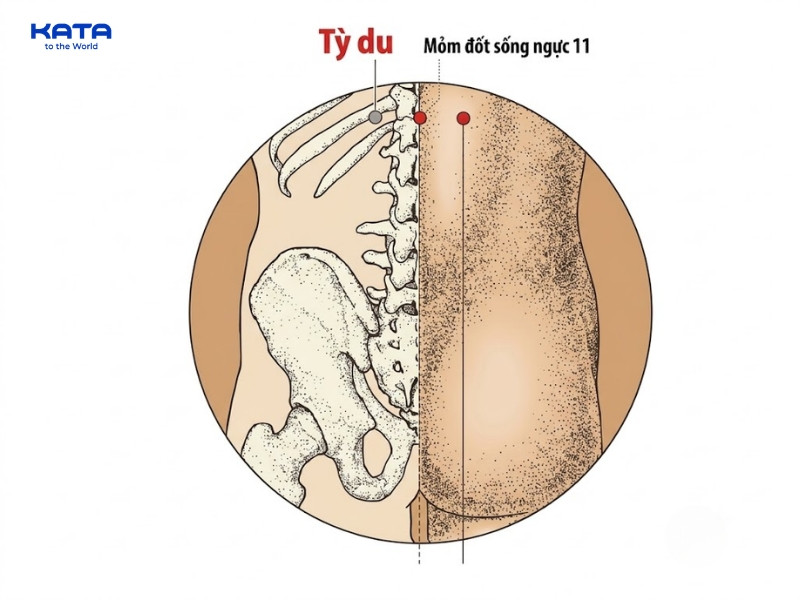 Huyệt Tỳ Du là một huyệt vị quan trọng trong Đông y, thuộc kinh Bàng Quang