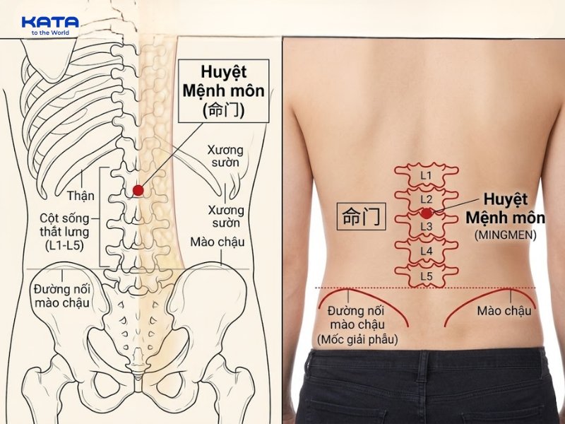 Huyệt Mệnh Môn là nguồn gốc của dương khí trong cơ thể theo y học cổ truyền