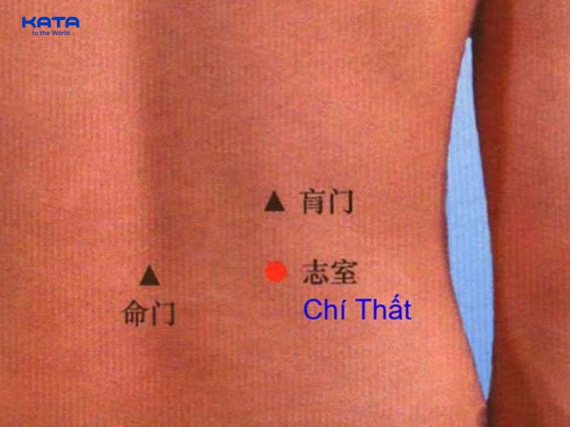 Huyệt Chí Thất là huyệt vị thứ 52 thuộc Kinh Bàng Quang