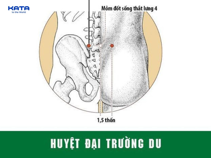 Huyệt Đại Trường Du hỗ trợ hệ tiêu hóa và hệ cơ xương khớp