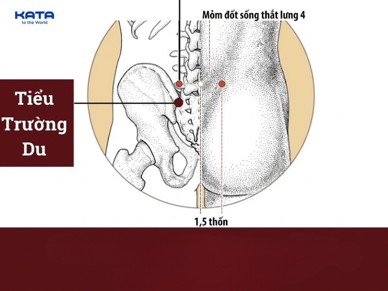 Bấm huyệt Tiểu Trường Du có tác dụng thông lý tiểu trường, thanh lợi thấp nhiệt và hóa tích trệ