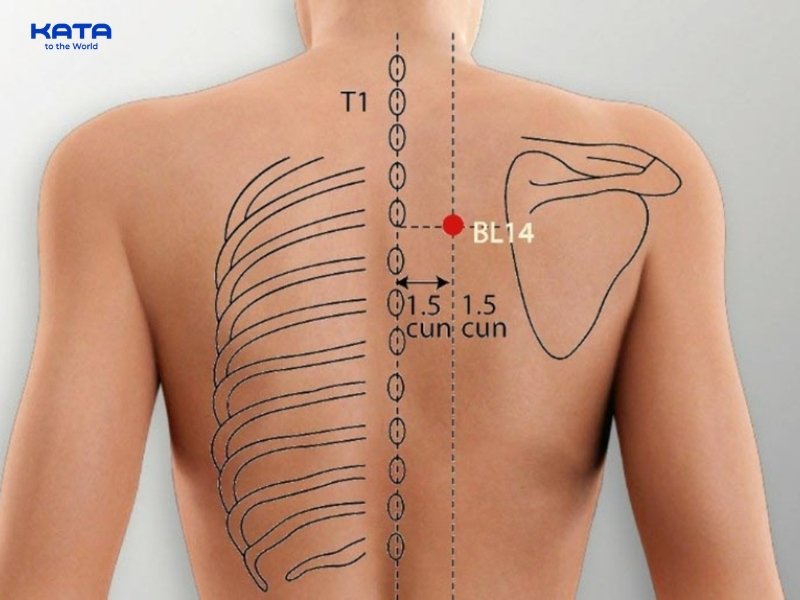 Huyệt Bàng Quang Du hỗ trợ điều hòa khí hóa bàng quang, cải thiện các chứng tiểu nhiều lần