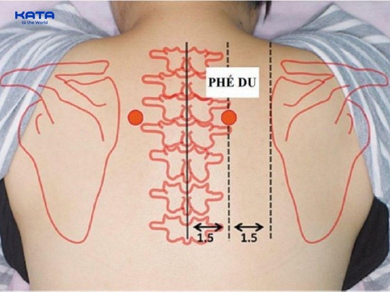 Huyệt Phế Du hỗ trợ điều hòa chức năng hô hấp và các bệnh về phổi