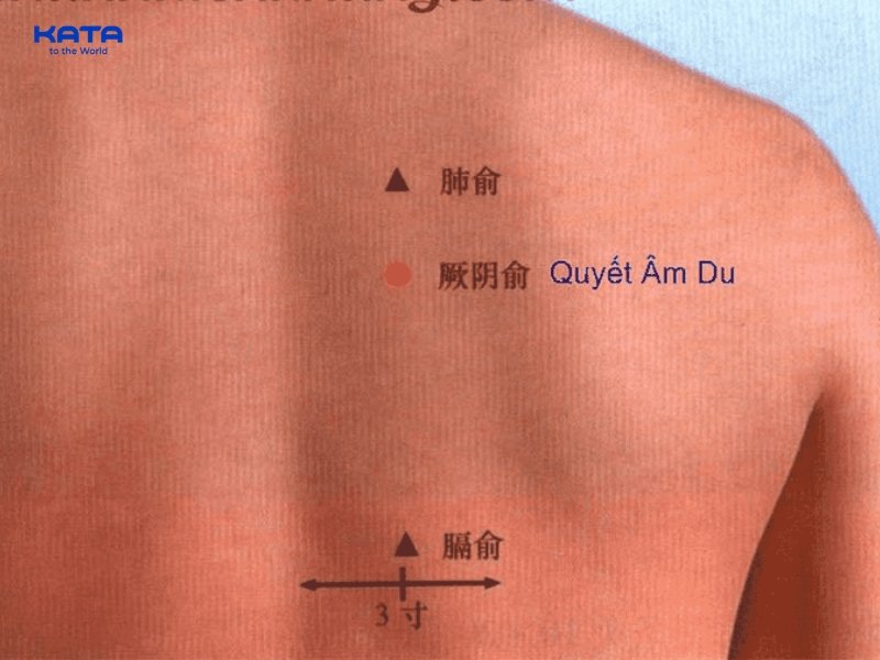 Huyệt Quyết Âm Du huyệt thứ 14 của kinh Bàng Quang