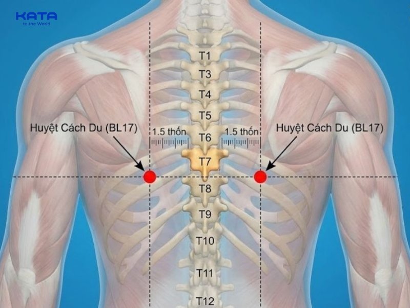 Huyệt cách du hỗ trợ giảm các triệu chứng đau nhức dẫn đến nôn mửa do thần kinh gây nên
