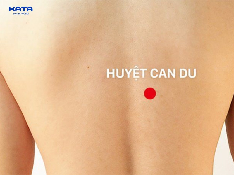 Huyệt Can Du là huyệt vị thứ 18 thuộc kinh Bàng Quang và là huyệt Bối Du của tạng Can