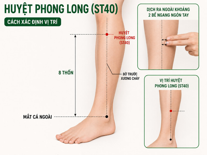 Cách xác định vị trí huyệt Phong Long