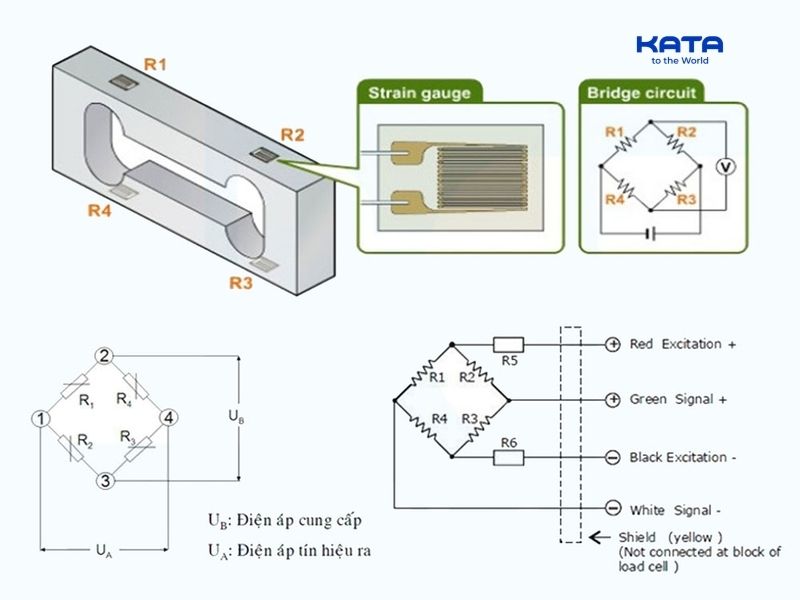 Bộ xử lý trong Loadcell sẽ chuyển đổi tín hiệu thành trọng lượng