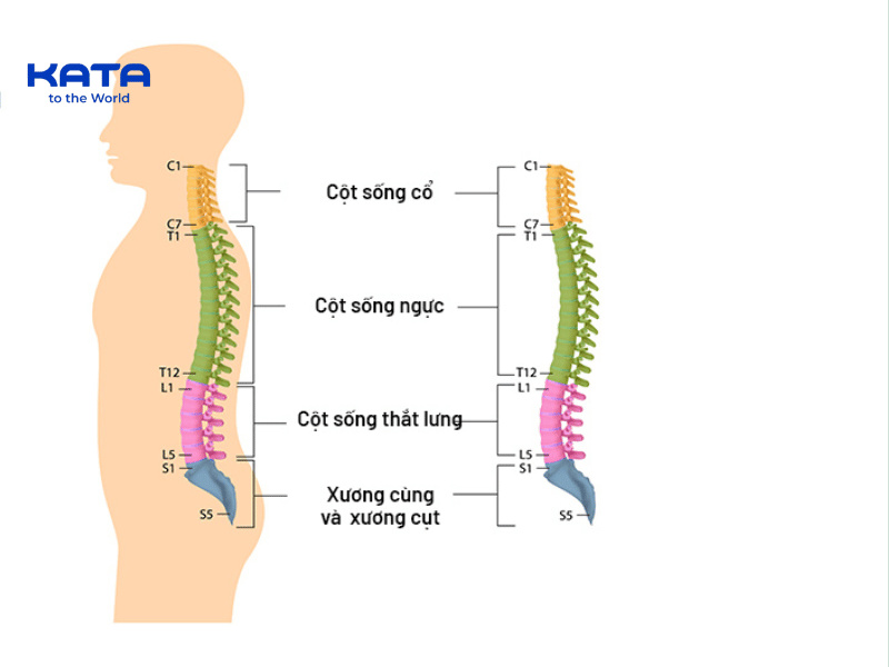 Cột sống bắt đầu từ cổ và kéo dài xuống phía xương cụt