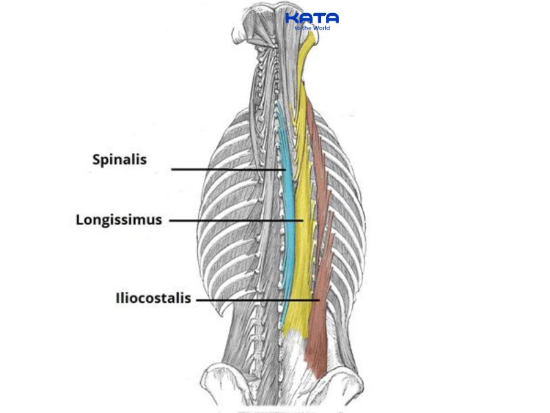 Cơ dựng sống là một nhóm cơ nằm ở mặt sau của thân, chạy dọc từ xương chẩm đến xương cùng