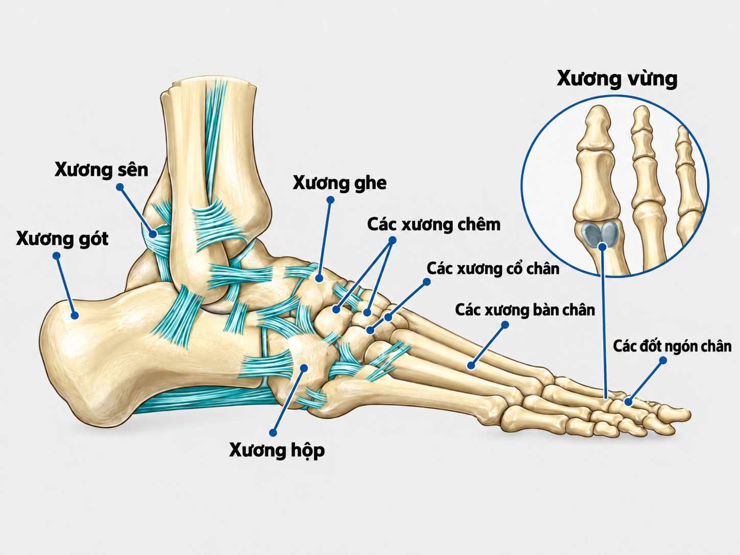 Hệ thống xương và khớp ở bàn chân