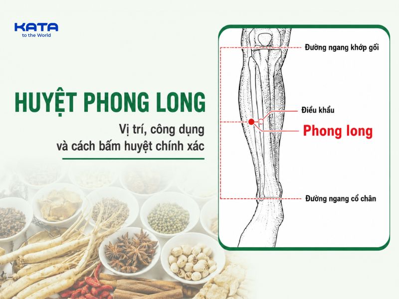 Huyệt Phong Long: Vị Trí, công dụng và cách bấm huyệt tại nhà