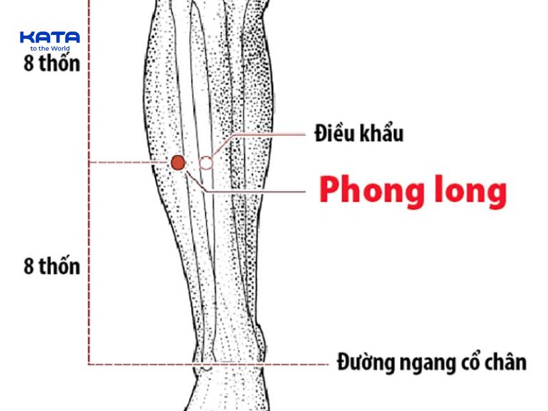 Huyệt Phong Long thuộc kinh nào?