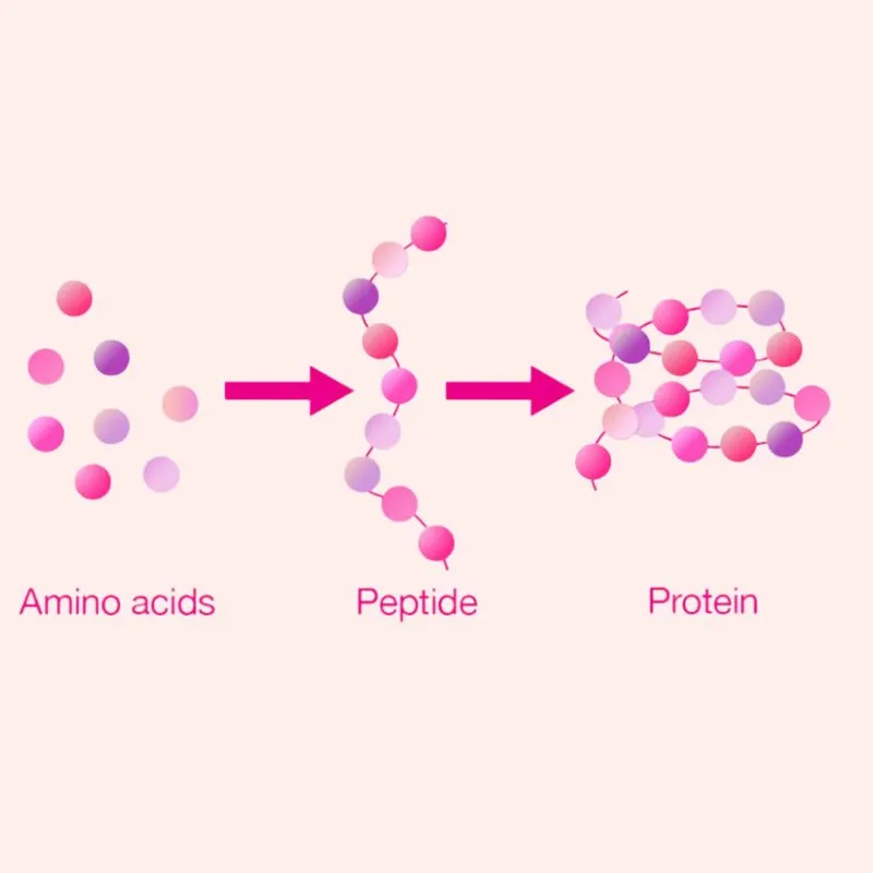 Peptide là gì?