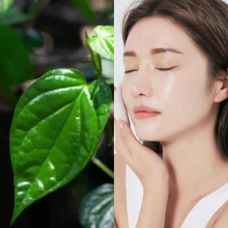 Rửa mặt lá trầu không có được không?