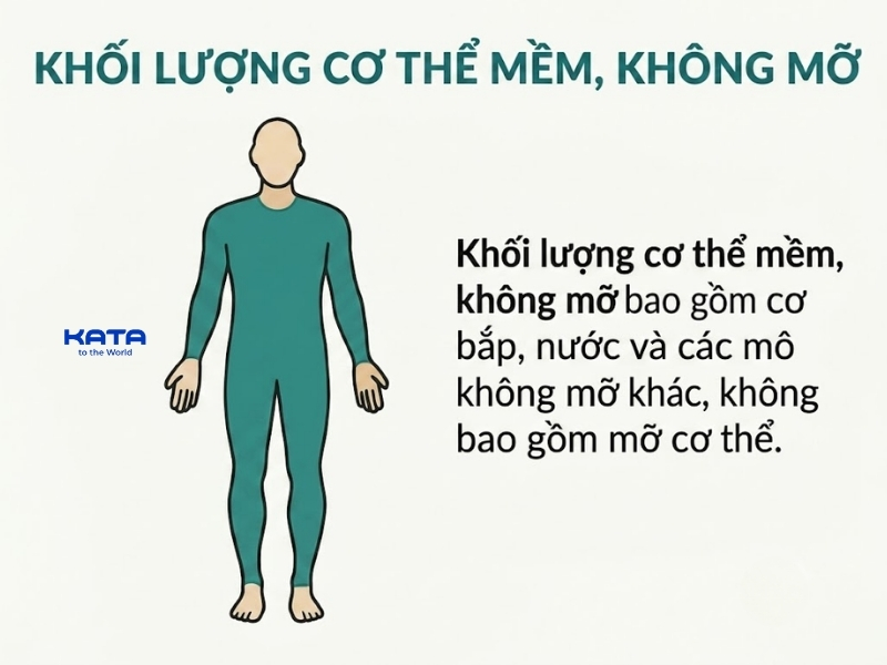 Soft Lean Mass là khối lượng mô mềm không chứa mỡ và khoáng chất
