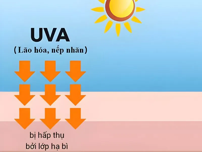 Tia UVA