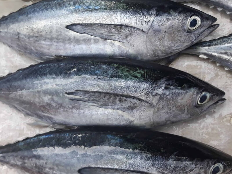 100g cá ngừ bao nhiêu protein? Ăn cá ngừ có tốt không?