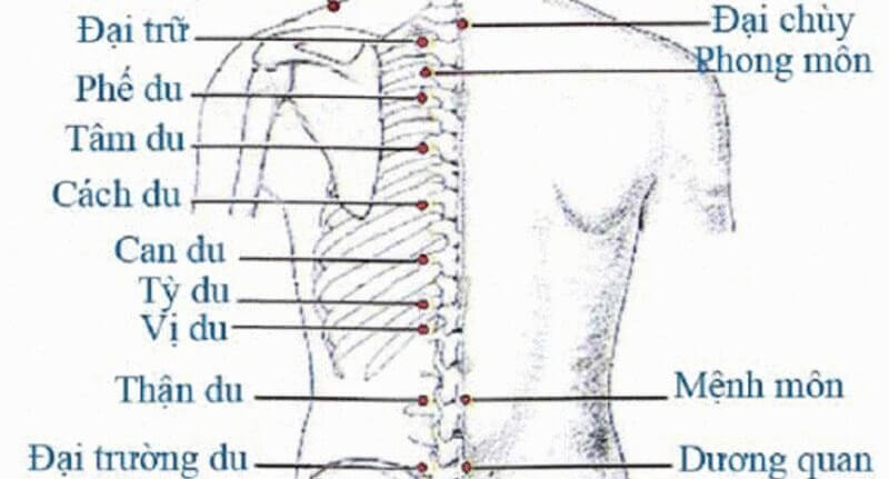 Tổng hợp hệ thống các huyệt vùng lưng và cách xác định huyệt