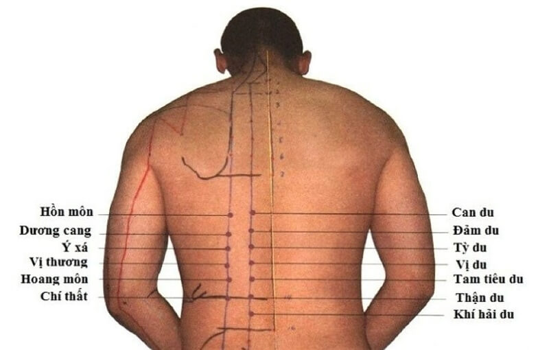 Tổng hợp hệ thống các huyệt vùng lưng và cách xác định huyệt