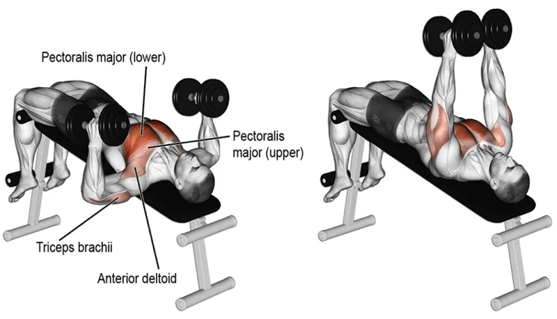 Gợi ý bài tập phù hợp với từng nhóm cơ tập gym - Các nhóm cơ ngực