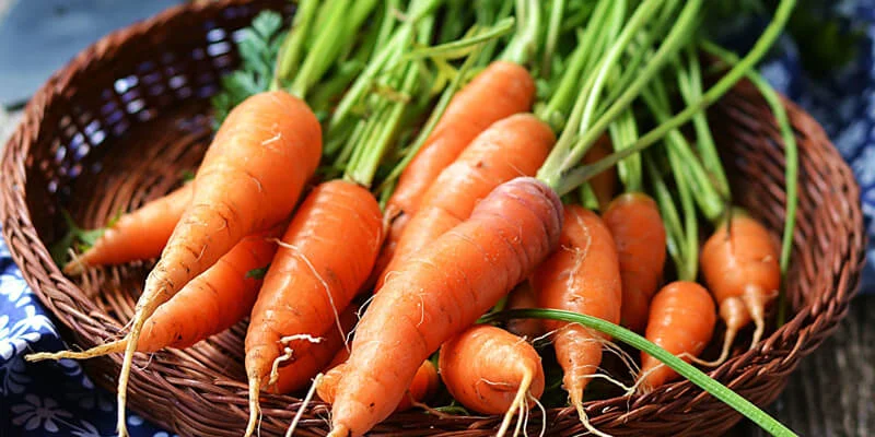 Cà rốt là loại rau củ phổ biến