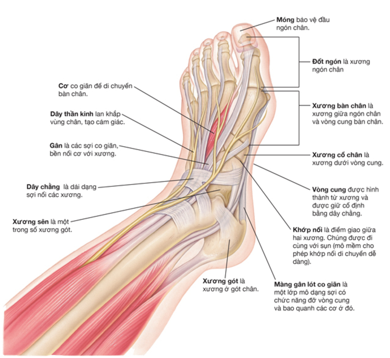 Bàn chân của con người được tạo thành từ các mô mềm và xương