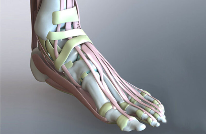 Phần cơ ở mu bàn chân là cơ nhỏ, giúp co duỗi thẳng các ngón chân