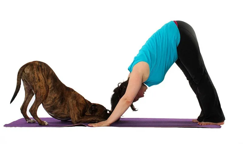 Tư thế Yoga chó cúi mặt rất phù hợp cho những người mới bắt đầu tìm hiểu Core Yoga 